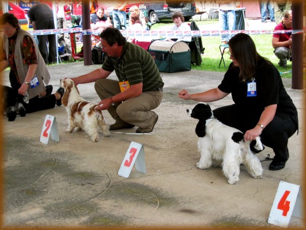 Amálka na výstavách 2008